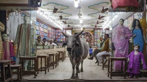 Den Kuhmördern auf der Spur