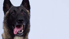 Trump lobt Armeehund für Jagd auf al Bagdadi