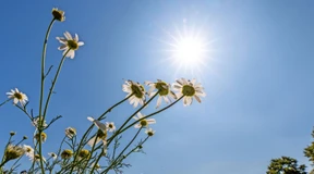 Warum Bluesky vom X-Exodus profitieren könnte