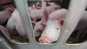 NRW-Agrarministerin wird Tierquälerei vorgeworfen