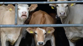 Bald einheitliches Tierwohl-Siegel in allen Supermärkten