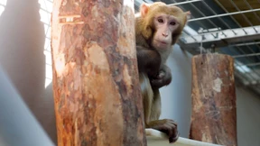 Alternativlose Tierversuche 