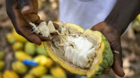 Starter für Schokolade