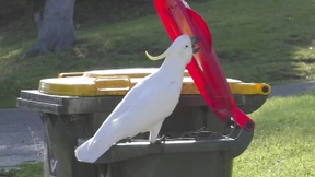 Kluge Kakadus öffnen Mülltonnen