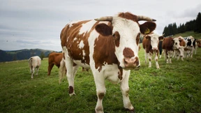 Wie ich mein Rind gegessen habe