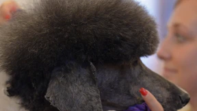 Hundefriseure küren ihre Besten