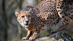  Was einen Rekordläufer  ausmacht