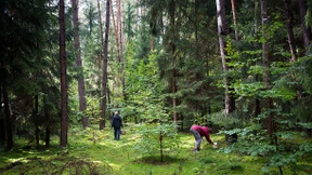 Menschlichen Schädel beim Pilzesammeln gefunden