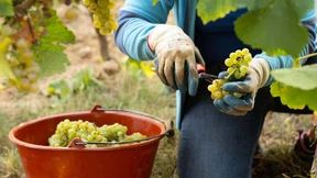 „Erstes Gewächs“ für Deutschland