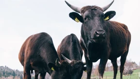 Die schönste Kuh der Welt