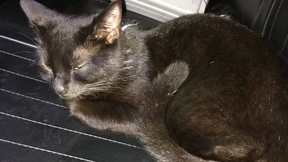 Katze als blinder Passagier im Streifenwagen unterwegs