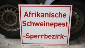 Afrikanische Schweinepest nah an Deutschland 