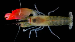 Ein Krebs namens Pink Floyd