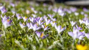 Das Gartenjahr hat begonnen – doch kommt die Kälte zurück?