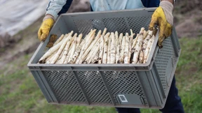 Gibt es dieses Jahr keinen Spargel? 