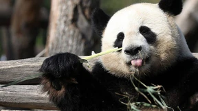 Pandas „Schätzchen“ und „Träumchen“ flirten