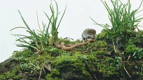 Des Gärtners bester Freund