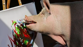 Farbenfrohes Ferkel wird zum Hit