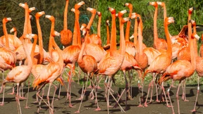 15 Flamingos brutal getötet