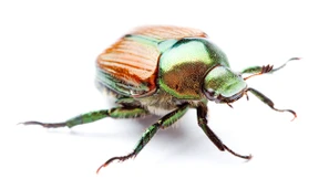 Warum dieser Käfer ausgerottet werden soll