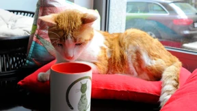 Gurken für Garfield