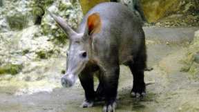 Erdferkel Elvis ist gestorben