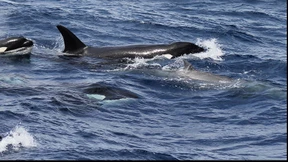 Gesellige Räuber der Weltmeere