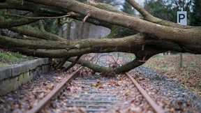 Wieso stehen immer noch so viele Bäume am Gleis?