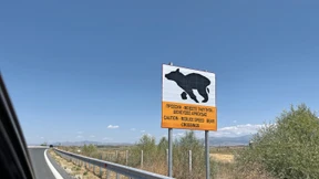 Nichts los, nur der Bär