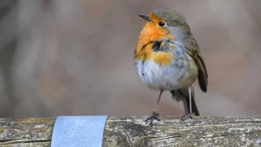 Leserbriefe vom 17. April 2021