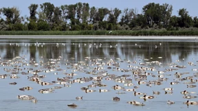 So leiden Fische unter der Hitze