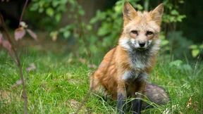 Tiere in der Stadt, Menschen im Wald