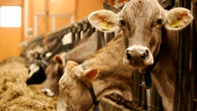 Kameras halten Einzug in die Tierställe 