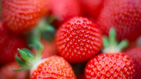 Erdbeeren und Spargel aus Deutschland bald zu teuer?