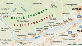 Die Fichte geht, die Wildkatze kommt