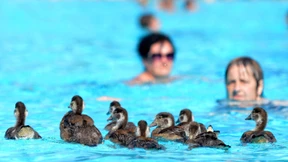 Lärm und Hunde sollen Gänse verscheuchen 