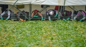 Gefährliche Gurkenscheiben