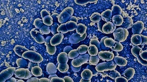 Wie es zur „Fleischfresser-Krankheit“ kommt