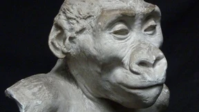 Die Seele des Gorillas