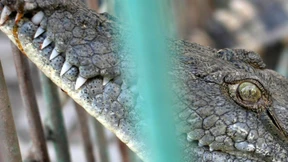 Das Krokodil im Gazastreifen