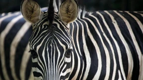 Haben Zebras schwarze oder weiße Streifen?