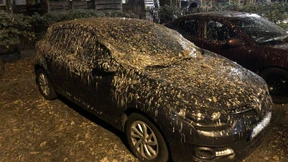 Autobesitzer verzweifelt über Vogelkot