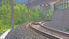 Braunbär vom Zug erfasst