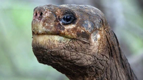 Der einsame George ist tot