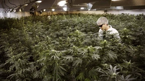 Kanada im Cannabis-Rausch
