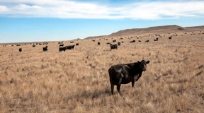 Wie reiche Städter Montana aufkaufen