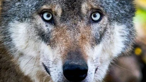 Wolfsjagd ist erlaubt