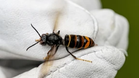 Asiatische Hornisse breitet sich weiter aus