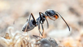 Invasion der Mega-Ameisen