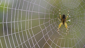 Spinnen? Warum nicht?